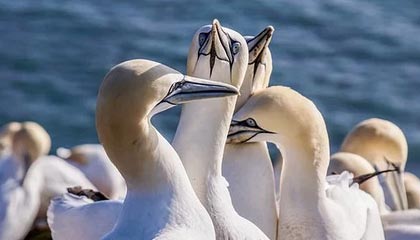 布朗50+5怀特29+7 凯尔特人终结快船6连胜